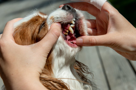 Close-up of a person cleaning a Cavalier King Charles Spaniels mouth using a dental wipe on a sunny day, promoting pet hygiene and oral care.の写真素材