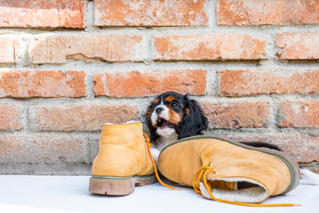 The tricolor cavalier king charles spaniel puppy with shoes in garden.の写真素材