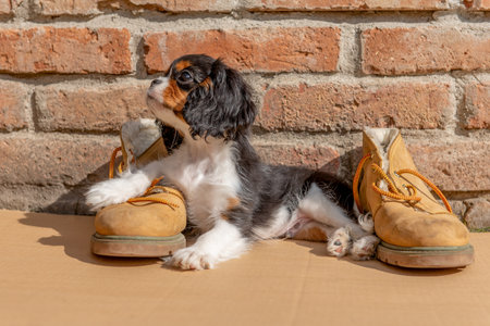 The tricolor cavalier king charles spaniel puppy in garden.の写真素材