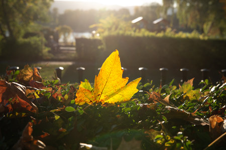 maple leaves on green bush in autumn sunny day in foreground and blurry background. Fence, no people, close up, copy space, macro shot.の写真素材