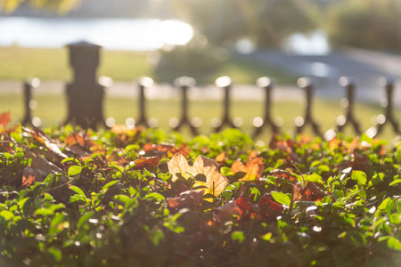 Beautiful maple leaves in autumn sunny day in foreground and blurry background. River on background.の写真素材