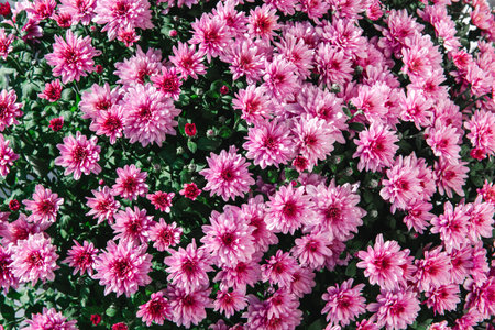 Beautiful pink chrysanthemum as background. Chrysanthemum in autumn.の写真素材