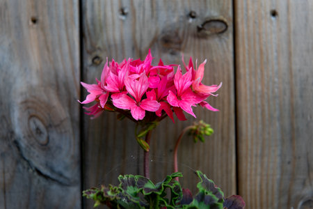 Close-up view of delicate pink Pelargonium beside a rustic wooden fence, highlighting the contrast...
