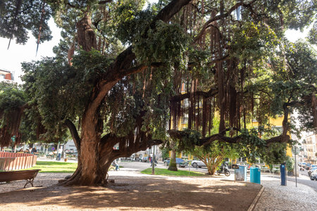 Ficus microcarpa banyan tree with long aerial roots and dense green foliage in a lush subtropical...