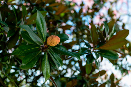 Magnolia grandiflora fruit among glossy evergreen leaves, ornamental southern magnolia tree growing...