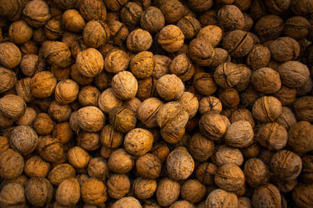 photo of walnut seeds during harvest