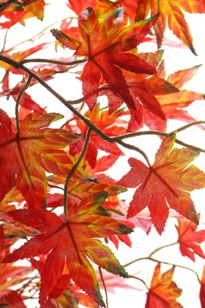 bouquet artificial maple , Vivid color leave are orange on White background.の写真素材