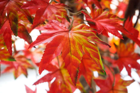 bouquet artificial maple , Vivid color leave are orange on White background.