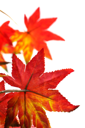 bouquet artificial maple , Vivid color leave are orange on White background.の写真素材