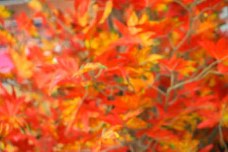 Abstract artificial flowers maple blurred background .