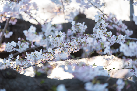 japan sakura cherry blossom, close up spring photo in ueno parkの写真素材
