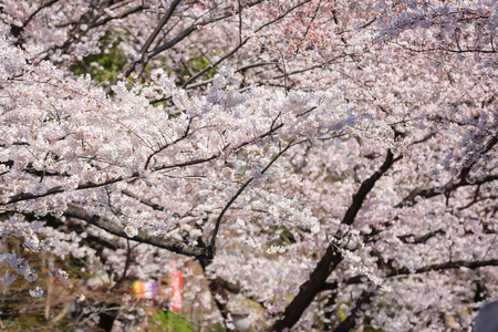 Cherry blossoms or sakura in full bloomの写真素材