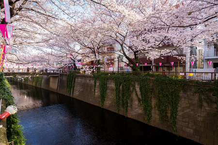 beautiful cherry blossom tunnel over riverのeditorial素材