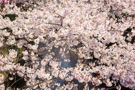 Tokyo, Japan, cherry blossoms or sakuraの写真素材