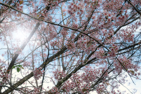 Cherry blossoms or Sakura in winter on sunrise for background. Seletive focal.の写真素材