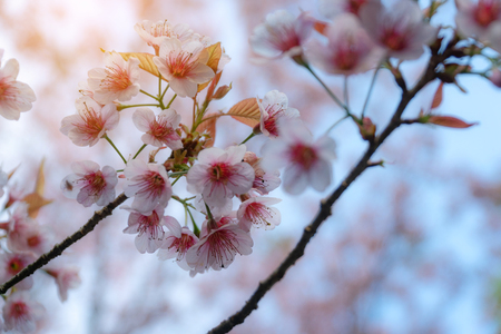 Pink cherry blossoms on the sakura tree in winter on sunrise for background. Seletive focal.の写真素材