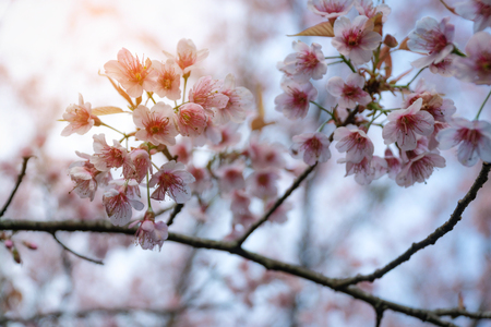 Pink cherry blossoms on the sakura tree in winter on sunrise for background. Seletive focal.の写真素材