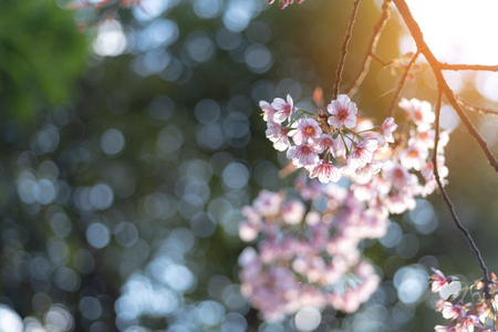 Sunray of pink cherry blossoms or sakura on the tree in winter with  blue sky background.の写真素材
