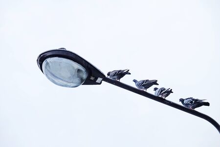 birdsの写真素材