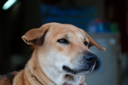 Homeless Dog is thinking of something.の写真素材