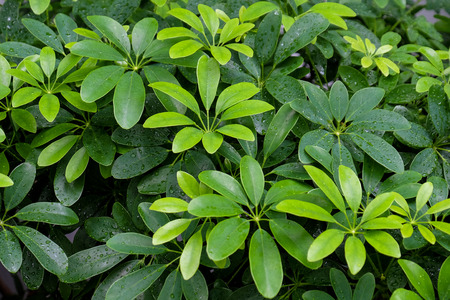 green shrub in the garden for background and perspective.の写真素材