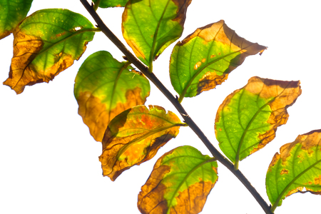 the isolate green and yellow leaf abstract background.の写真素材