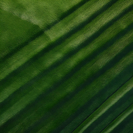 A close-up view of a deep green textured surface is presented, characterized by diagonal lines and the interplay of light and shadow. The organic, flowing curves create an undulating pattern, offering a subtle yet captivating visual. The dark emerald tones and the contrast between illuminated areas and shadows contribute to a sophisticated and abstract aesthetic.の素材