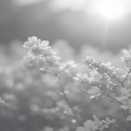 A close-up, soft-focus black and white image of delicate white flowers blooming on a branch. Sunlight streams in from the upper right, creating a bright halo effect and highlighting the intricate details of the petals. The background is blurred, emphasizing the floral subject and creating a serene, ethereal atmosphere.の素材