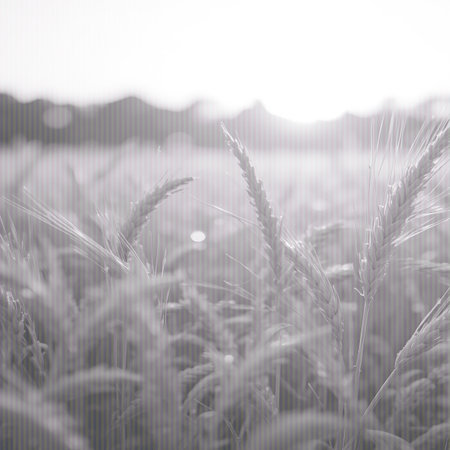 Close-up of wheat ears in a field, with the sun creating a bright flare and a blurred horizon in the background.の素材