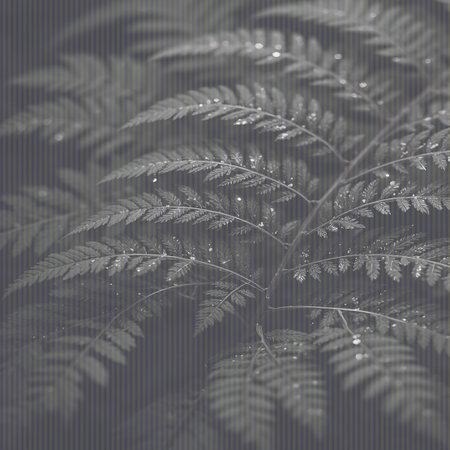 A dense cluster of fern fronds, each leaf adorned with small water droplets, presented in monochromatic shades.の素材