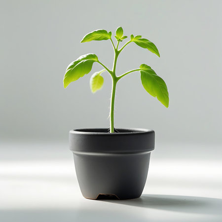 A small, vibrant green seedling with delicate leaves emerges from a dark gray pot, set against a clean white background with soft lighting.の素材