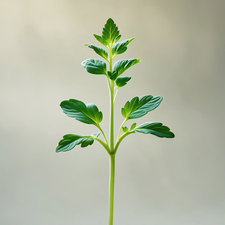 A tall, slender green plant with broad, lobed leaves stands against a soft, light, out-of-focus background.の素材