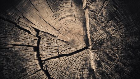 Texture of an old charred stump in the forest
