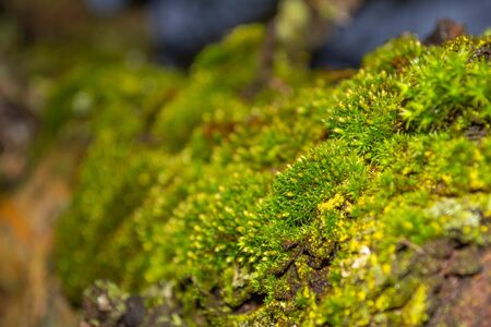 Tree trunk in green mosses closeup.の写真素材