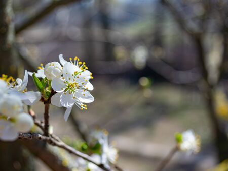 Spring flowering plum, cherry plum, spring white inflorescence on the branches of a tree against a blue sky. Beautiful backgroundの写真素材