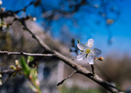 Cherry plum, spring white flowerの写真素材