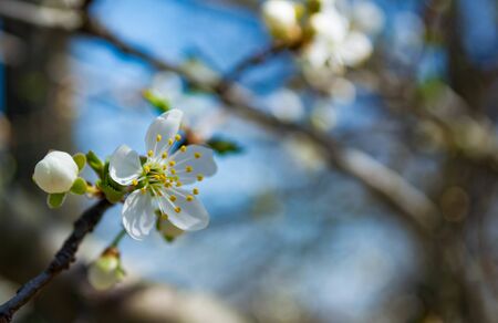 Spring flowering plum, cherry plum, white buds