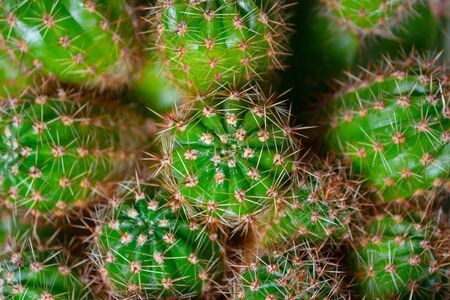 Cactus on the windowsill. Beautiful green background and many small cacti closeup. Cactus needles...