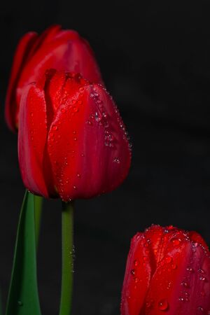 Red flowers, red tulip on black backgroundの写真素材