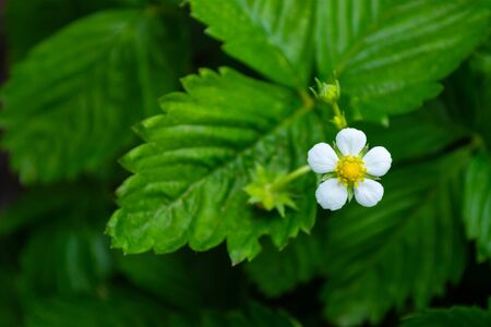Blooming strawberry flower on a bush in the garden in early spring.の写真素材