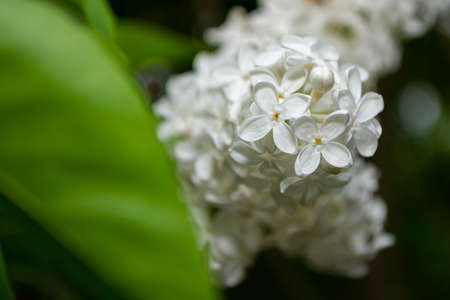 A branch of white lilac among the leaves.