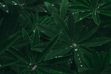 Green lupine leaves natural dark background pattern. Ideal for seasonal use.の写真素材