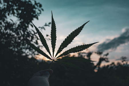 Cannabis leaf against a sunset and dark background.の写真素材