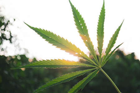 Medical cannabis leaf on the background of the sunset.の写真素材