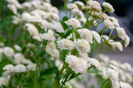 Feverfew bloom. A bush of compact white chamomile with fragrant flowers.