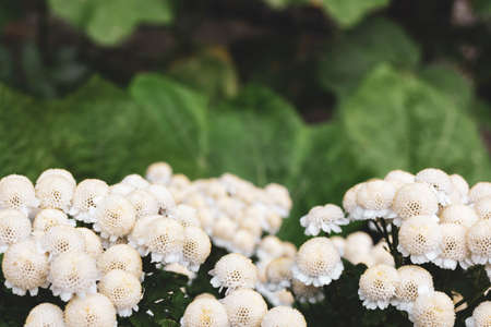 White flowers growing bush. Decorative chamomile on a blurred background.