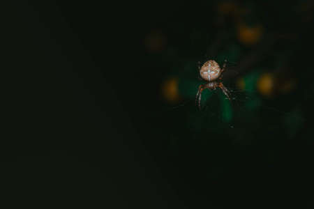 With a cross spider on a web. Beautiful dark background.