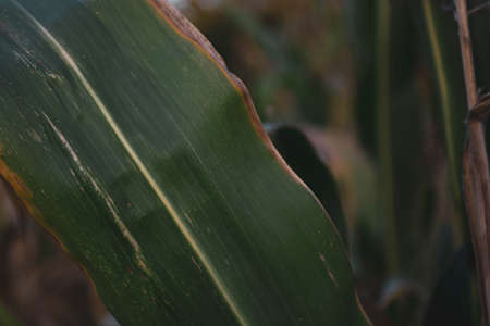 Corn leaves in dark brown tones in the evening. Beautiful warm background.