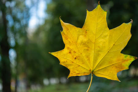 Early autumn, beautiful yellow maple leaf on a blurred green background.