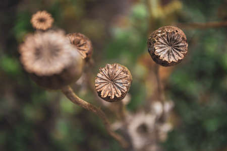 Ripe poppy heads in the garden. Beautiful blurred warm background. Top view.の写真素材